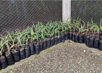 En la Universidad del Quindío se propagan palmas de cera, cedros rosados, vainillos y otobos