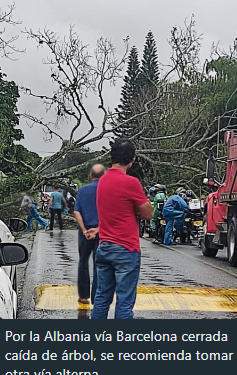 Caida de árbol en la vía a Barcelona Quindío
