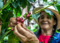 Caficultores de Génova Quindío, Reciben Apoyo ante Afectaciones por El Niño