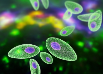 Avance Prometedor en la Lucha contra la Toxoplasmosis