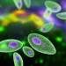 Avance Prometedor en la Lucha contra la Toxoplasmosis